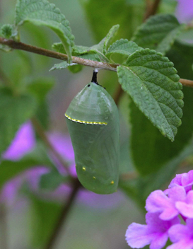 Monarch
Mid-Chrysalis